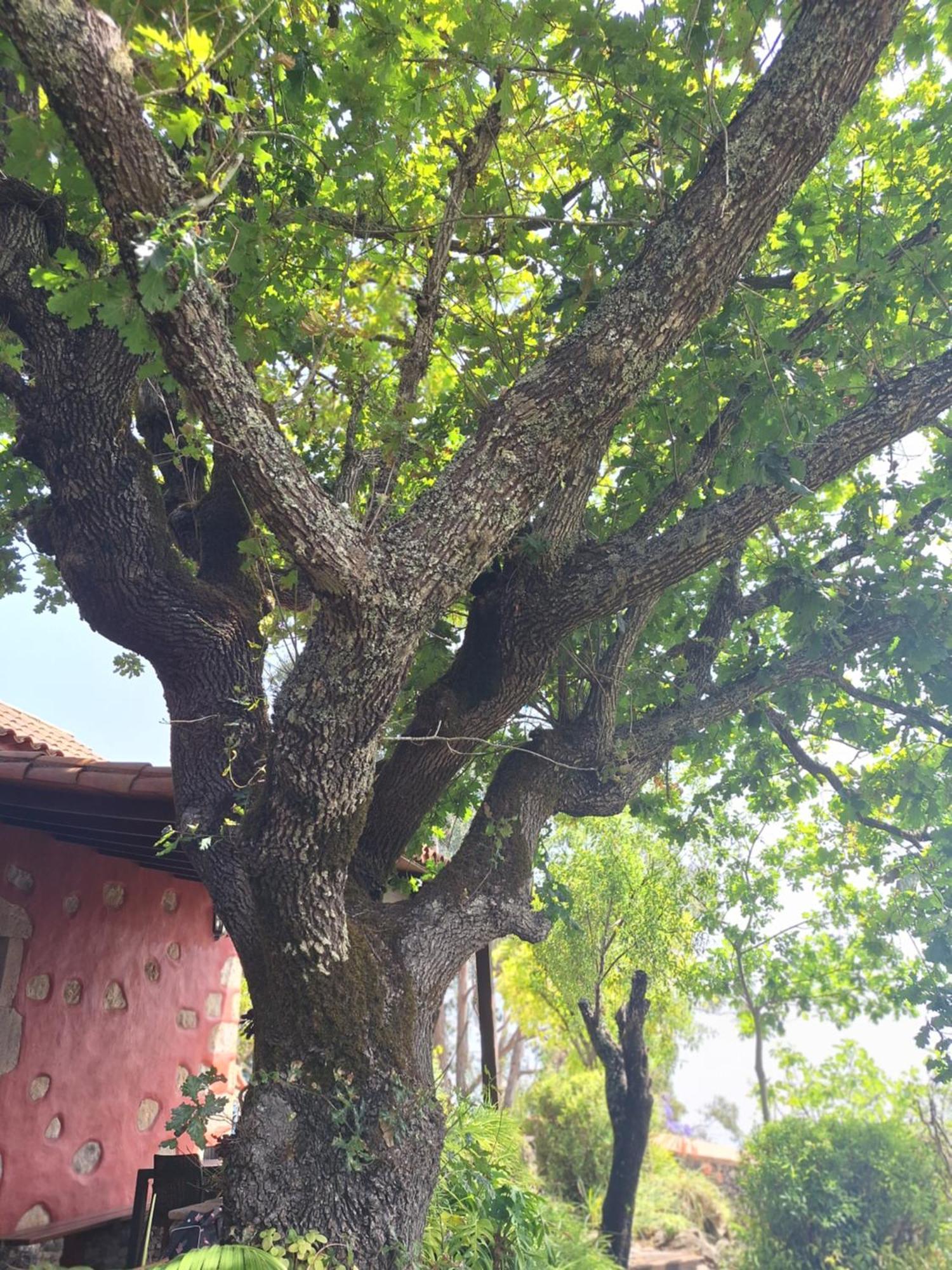 Casa Rural Con Piscina Privada El Roble Moya  Екстериор снимка